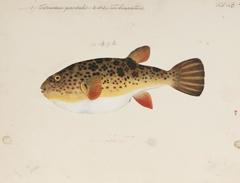 Panther Puffer photo 4