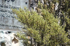 Cliffortia tridentata