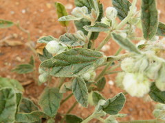 Hermannia comosa