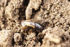 Chilothorax