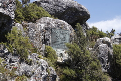 Cliffortia tridentata