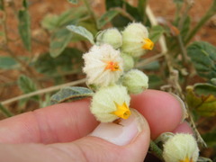 Hermannia comosa