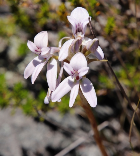 Image of Disa harveyana by (c) Tony Rebelo, some rights reserved (CC BY-SA)