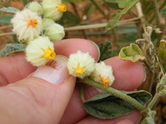 Hermannia comosa