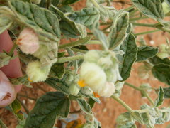Hermannia comosa