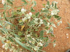Hermannia comosa