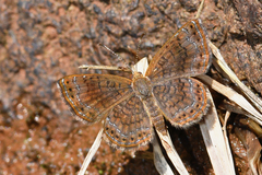 Calephelis aymaran