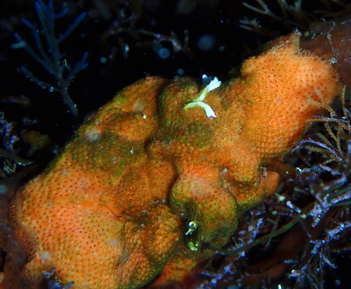 Representative image of Pentapora ottomuelleriana