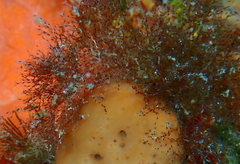 Savignyella lafontii