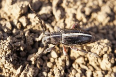 Dorcadion cinerarium