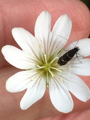 Adela septentrionella