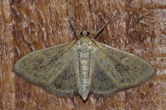 Paratalanta hyalinalis