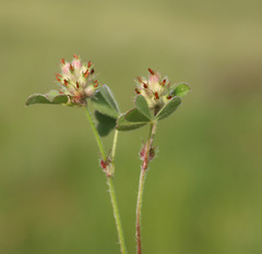 Trifolium spumosum