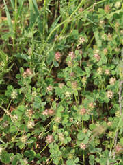 Trifolium spumosum
