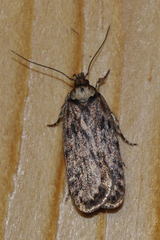 Depressaria chaerophylli