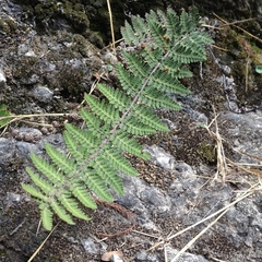 Notholaena galeottii