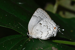 Ostrinotes sophocles