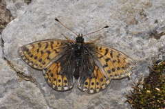 Boloria pales