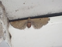 Eupithecia assimilata