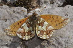 Boloria pales