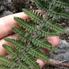 Notholaena galeottii