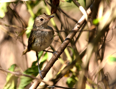 Euscarthmus meloryphus