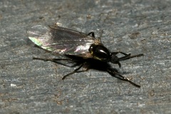 Scatopse notata