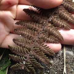 Notholaena galeottii