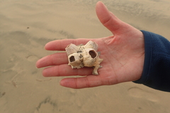 Notomegabalanus decorus