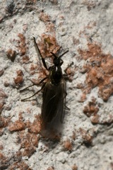 Scatopse notata