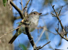 Euscarthmus meloryphus