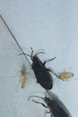 Melacoryphus rubicollis