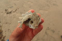 Notomegabalanus decorus