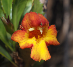 Hemichaena levigata