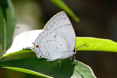 Ostrinotes sophocles