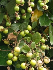 Sageretia