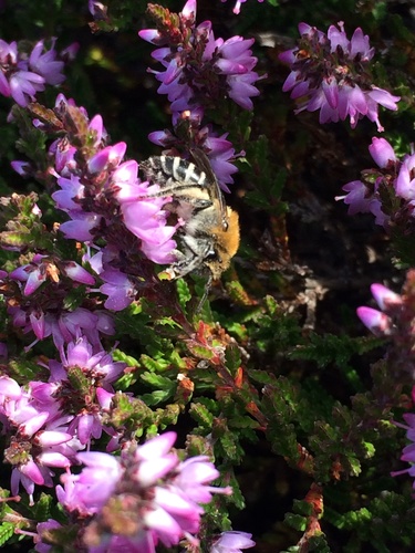 Heather (Girdled) Colletes