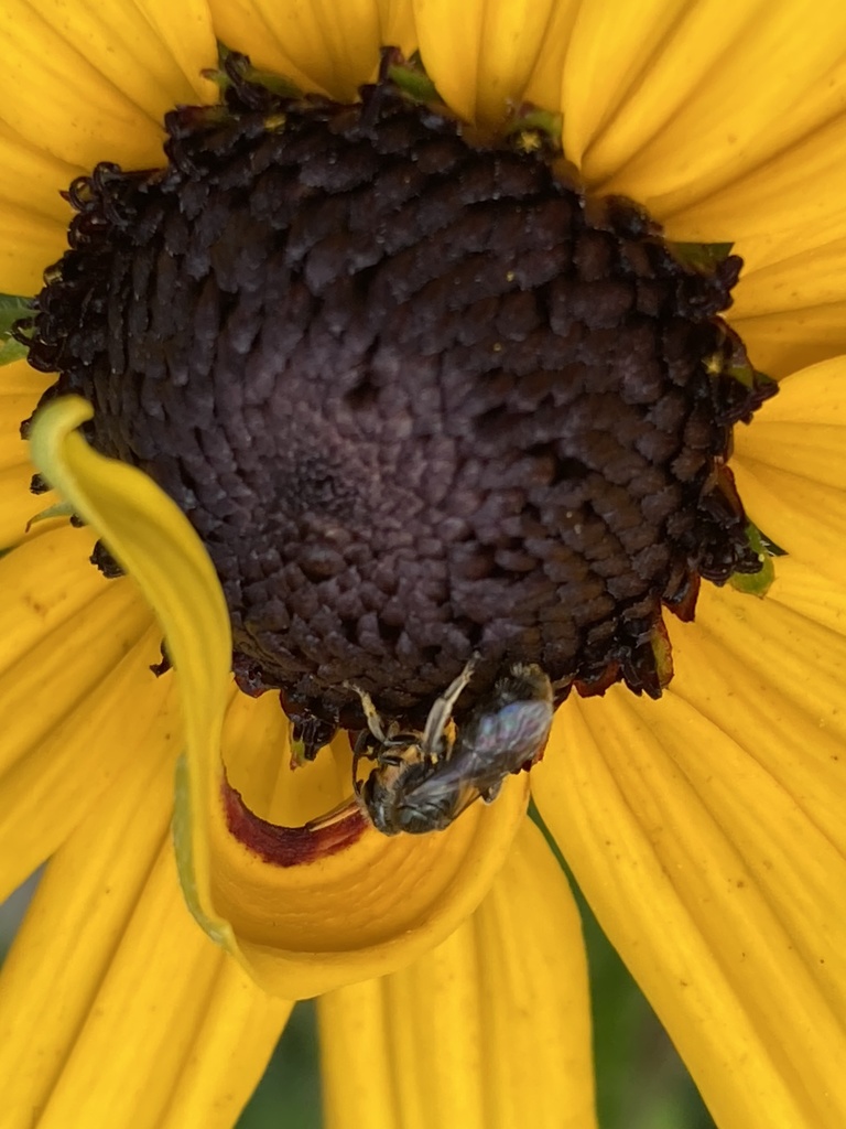 Rufous-footed Furrow Bee