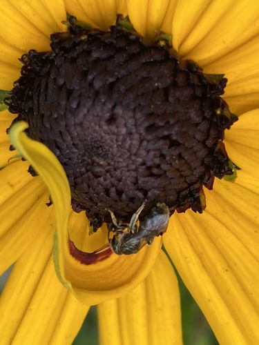 Rufous-footed Furrow Bee