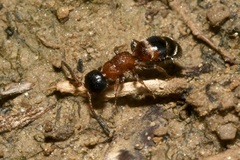 Myrmosa atra