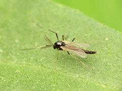 Paratendipes albimanus