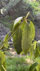 Pittosporum undulatum