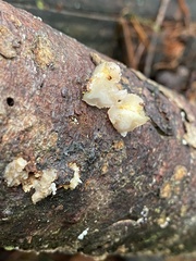 Naematelia encephala