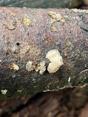 Naematelia encephala