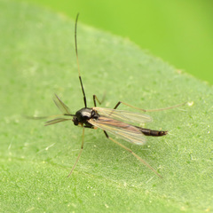 Paratendipes albimanus