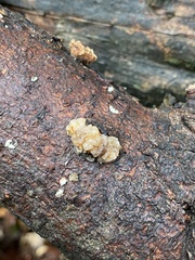 Naematelia encephala