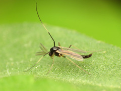 Paratendipes albimanus