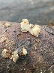 Naematelia encephala