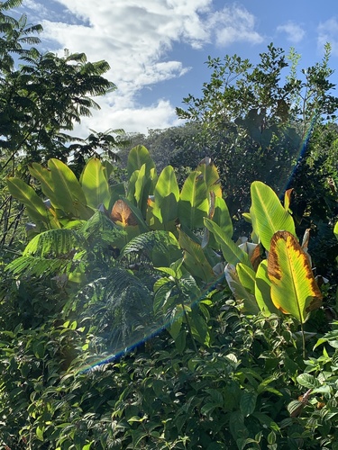 Calathea crotalifera