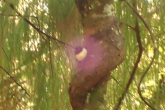 Petroica macrocephala